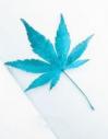 当时雪落商雪与简祈宁小说结局完整全文